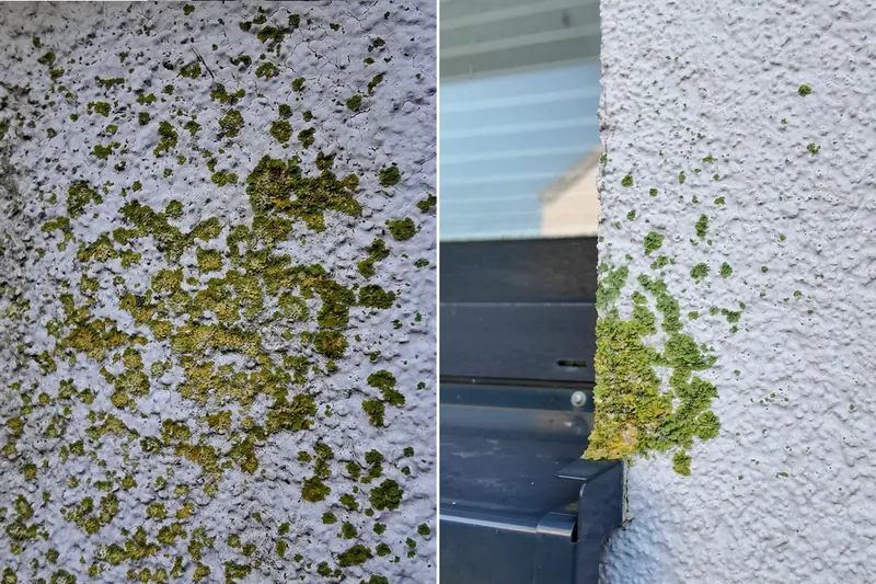 Gelbflechte (Xanthoria parietina) auf dem Fassadenputz und an der Kante einer Fensterbank